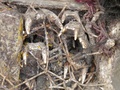 pc060368.jpg