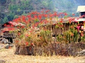 dscf0214.jpg