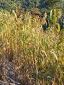 dscf7324.jpg