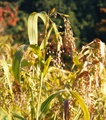 dscf7328.jpg