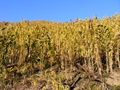 dscf7333.jpg