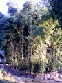 dscf7340.jpg